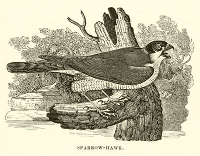 Sparrow-Hawk (gravura) de English School