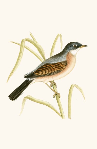Toutinegra-de-óculos, ilustração de "Uma História das Aves da Europa Não Observadas nas Ilhas Britânicas", de Charles Robert Bree (1811-1886), publicada em 1867 de English School