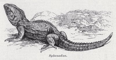 Sphenodon (litho) de English School