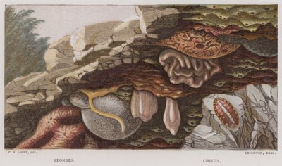 Esponjas, Chiton (litografia a cores) de English School
