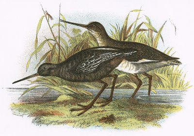 Redshank manchado de English School
