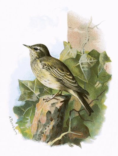 Flycatcher manchado de English School