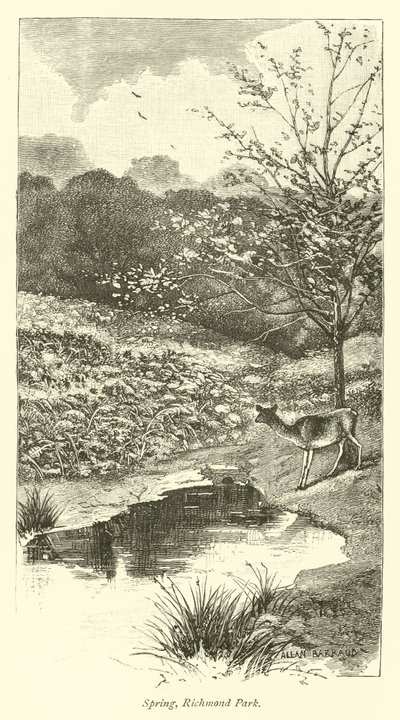 Primavera, Richmond Park de English School