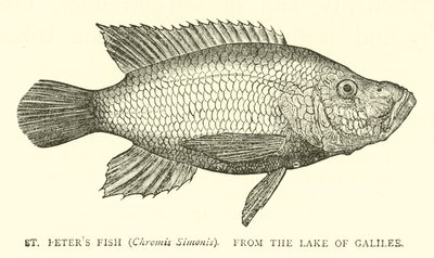 Peixe St Peters (Chromis Simonis), do lago da Galiléia de English School