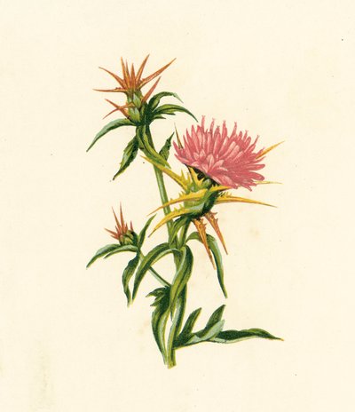 Cardo-estrela, Centaurea Calcitrapa (litografia a cores) de English School