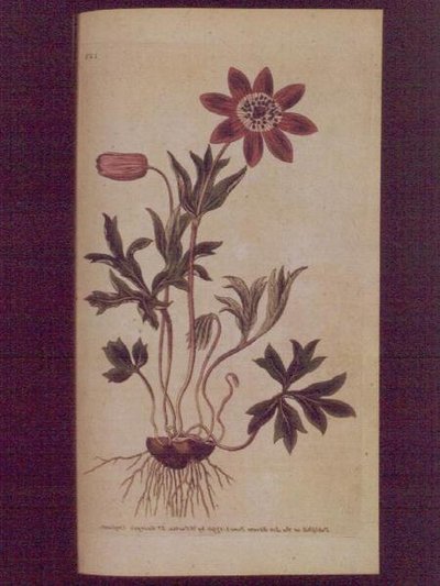 Anémona Estrela (Anemone hortensis), placa 123 de William Curtis