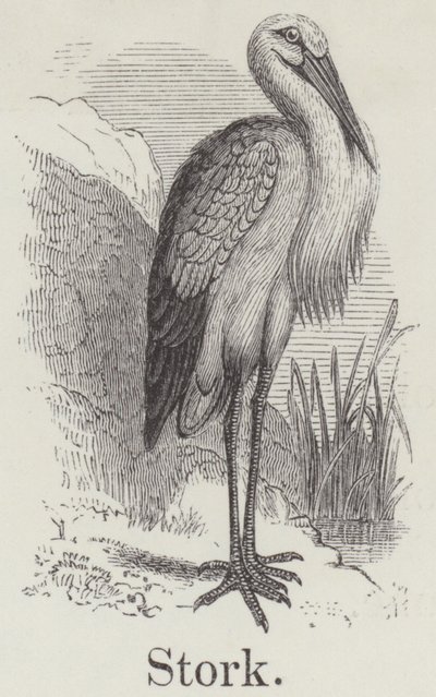 Cegonha (gravura) de English School