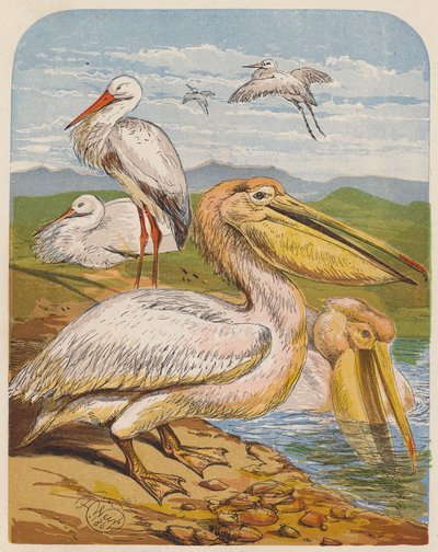 Cegonhas e pelicanos (litografia a cores) de English School