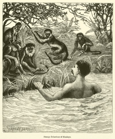 Estranho comportamento dos macacos (gravura) de English School
