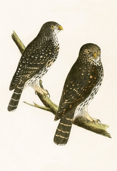 Strix Pusilla, ilustração de "Uma História das Aves da Europa Não Observadas nas Ilhas Britânicas", de Charles Robert Bree (1811-1886), publicada em 1867. de English School
