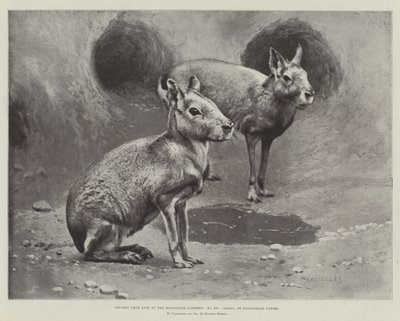 Estudos da Vida nos Jardins Zoológicos, Maras ou Cavernas Patagônicas (litho) de English School
