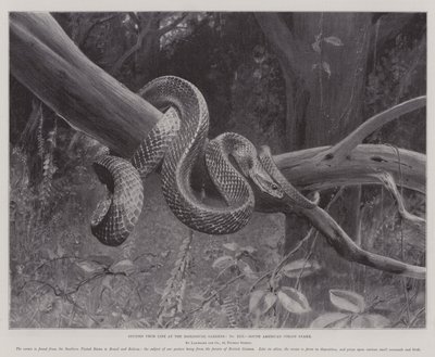 Estudos da Vida no Jardim Zoológico, Cobra Corais da América do Sul (litho) de English School