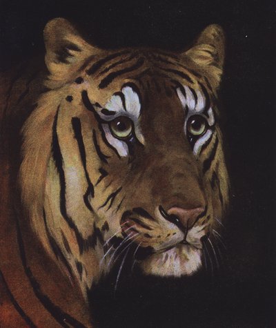 Estudo da cabeça de um tigre (cor litho) de English School