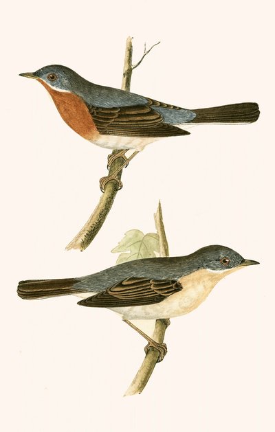 Sub Alpine Warbler, ilustração de "Uma História das Aves da Europa Não Observadas nas Ilhas Britânicas", de Charles Robert Bree (1811-1886), publicada em 1867 de English School
