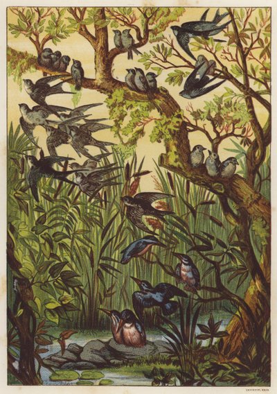 Noite de Verão com pássaros (cor litho) de English School