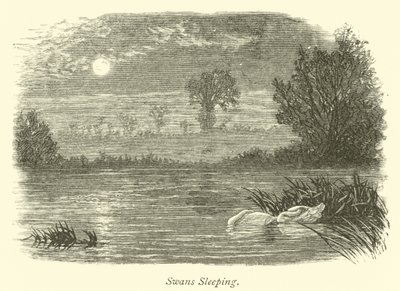 Cisnes dormindo de English School