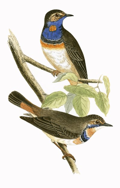 Toutinegra Throated sueco azul, ilustração de "uma história dos pássaros de Europa não observados nas ilhas britânicas" por Charles Robert Bree (1811-86), publicado 1867 de English School