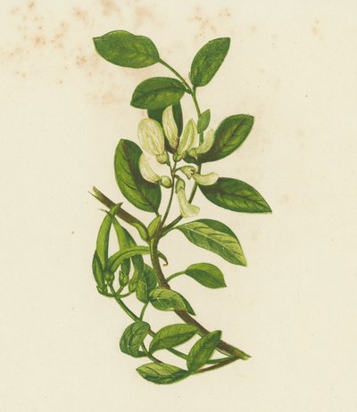 Ervilhaca de leite doce, Astragalus Glyciphyllus (litografia a cores) de English School