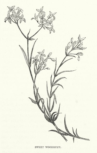 Sweet Woodruff (gravura) de English School