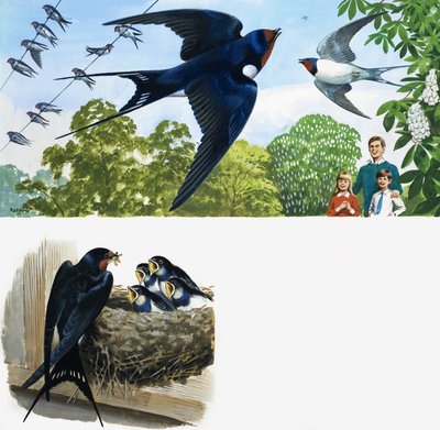 Swifts de English School