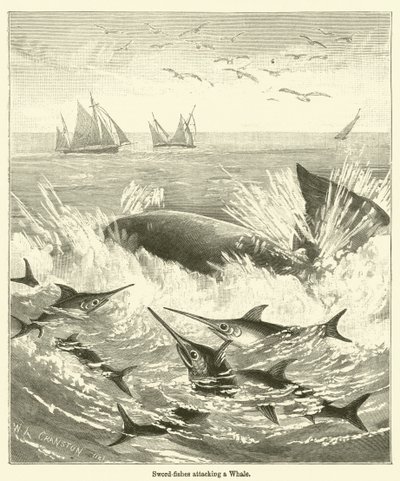 Peixes-espada atacando uma baleia (gravura) de English School