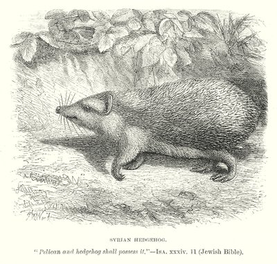 Ouriço-cacheiro da Síria (gravura) de English School
