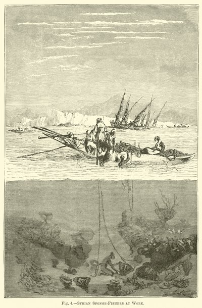 Esponja-pescadores sírios no trabalho de English School