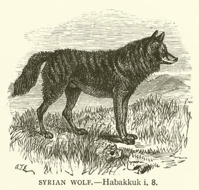 Lobo Sírio, Habakkuk, i, 8 (gravura) de English School