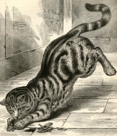 Gato malhado a saltar sobre um rato de English School
