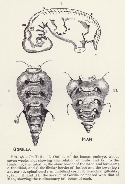 Cauda, homem e gorila (litho) de English School