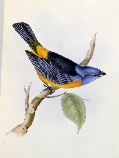 Tanagra Darwini, prato 34 da Zoologia da Viagem do HMS Beagle 1832-36, de Charles Darwin (1809-92), 1840 de English School