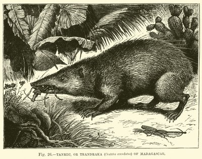 Tanrec, ou Trandraka (Centetes ecaudatus) de Madagascar de English School