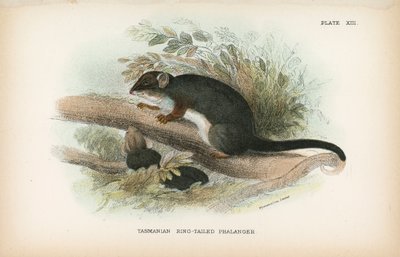 Phalanger-de-cauda-anelada da Tasmânia de English School