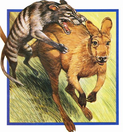 Lobo da Tasmânia, atacando um canguru de English School