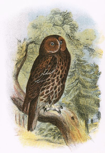 Tawny Owl de English School