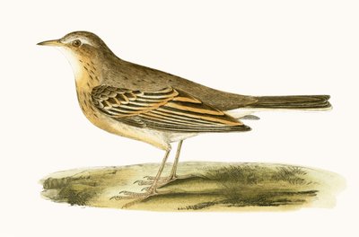 Tawny Pipit, ilustração de "Uma História das Aves da Europa Não Observadas nas Ilhas Britânicas", de Charles Robert Bree (1811-1886), publicada em 1867 de English School