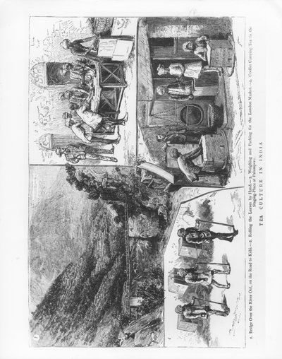 Cultura do Chá na Índia, 1883 de English School