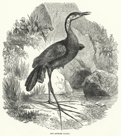 A jacana africana (gravura) de English School