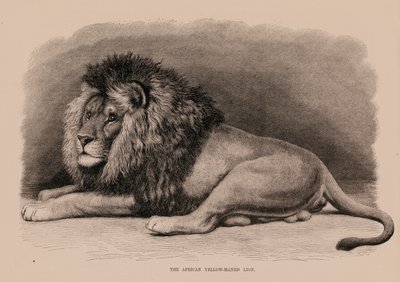 O leão africano de canela amarela (gravura) de English School