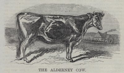 A Vaca de Alderney (gravura) de English School