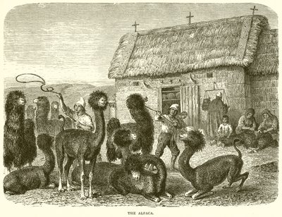 A alpaca de English School