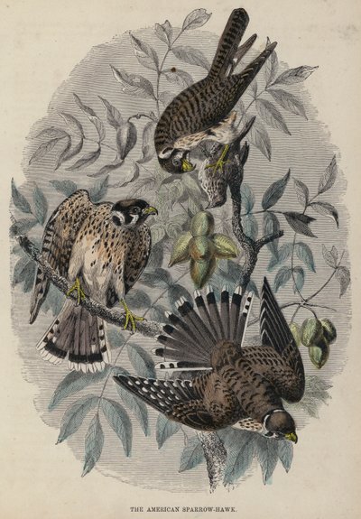 The American Sparrow-Hawk (gravura colorida) de English School