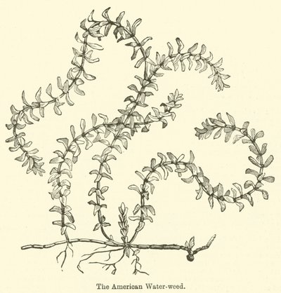 A Alga-d