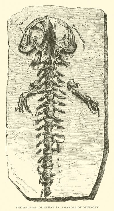 As Andrias, ou Grande Salamandra de Oeningen (gravura) de English School