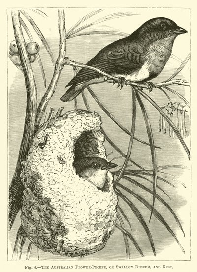O Australian Flower-Pecker, ou Swallow Dicaeum e Nest de English School