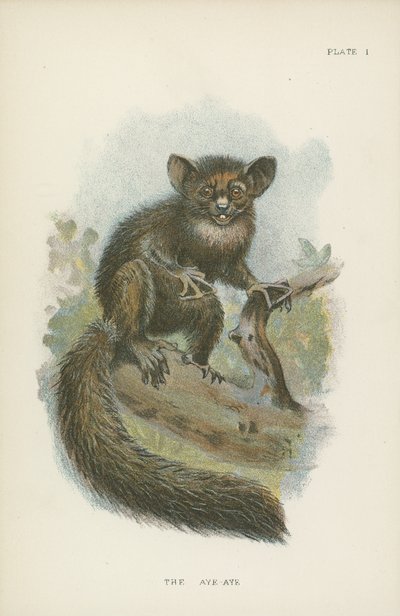 O Aye-Aye de English School