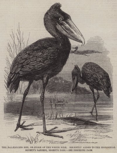 O Balaeniceps rex, ou Stork of the White Nile, recentemente adicionado ao Zoological Society