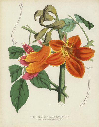 O Spathodea Sino-Florescido, Spathodea Campanulata de English School