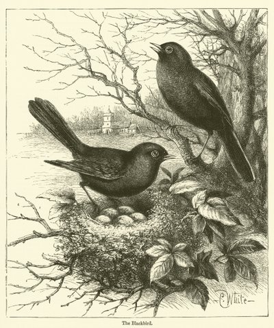 O Pássaro Negro (gravura) de English School