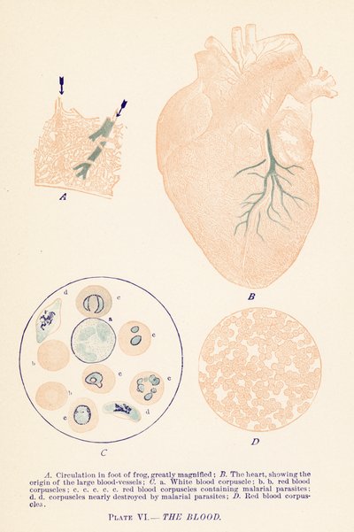 O Sangue (litografia a cores) de English School